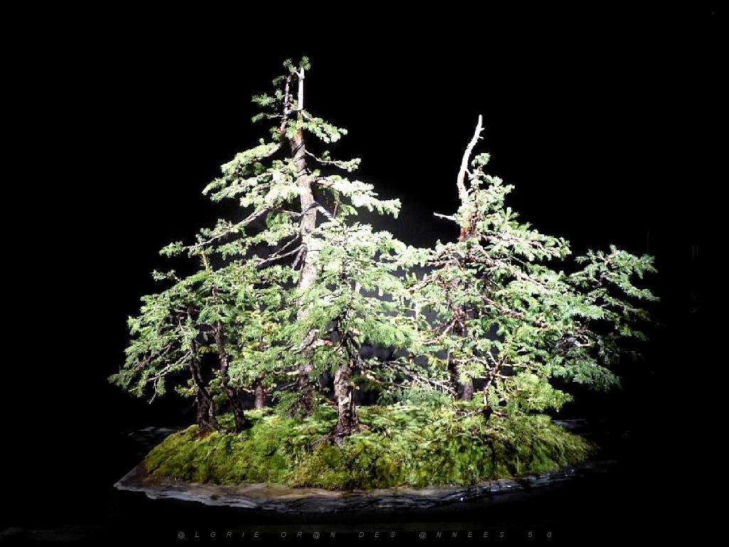 149 BONZAI A MAULEVRIER 2016_000025.jpg